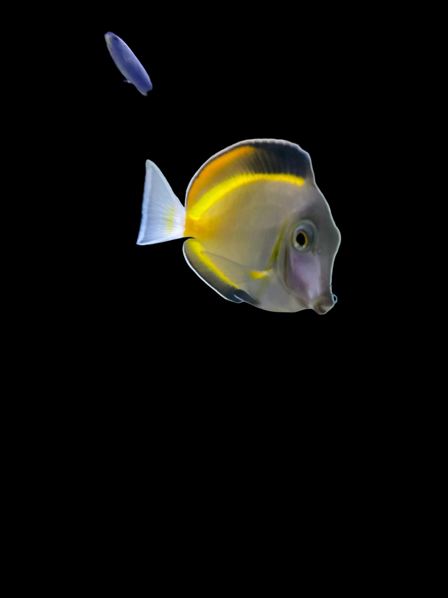 Powder Brown Tang 4inch