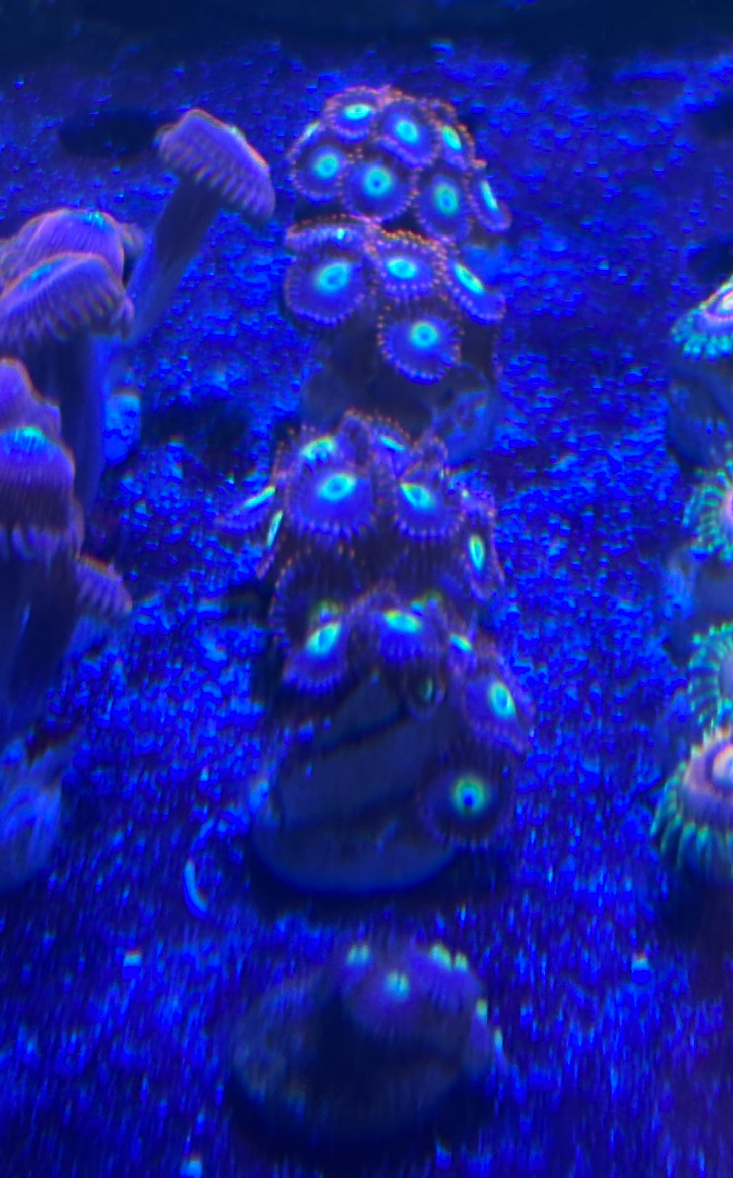 Circus Freak Zoas