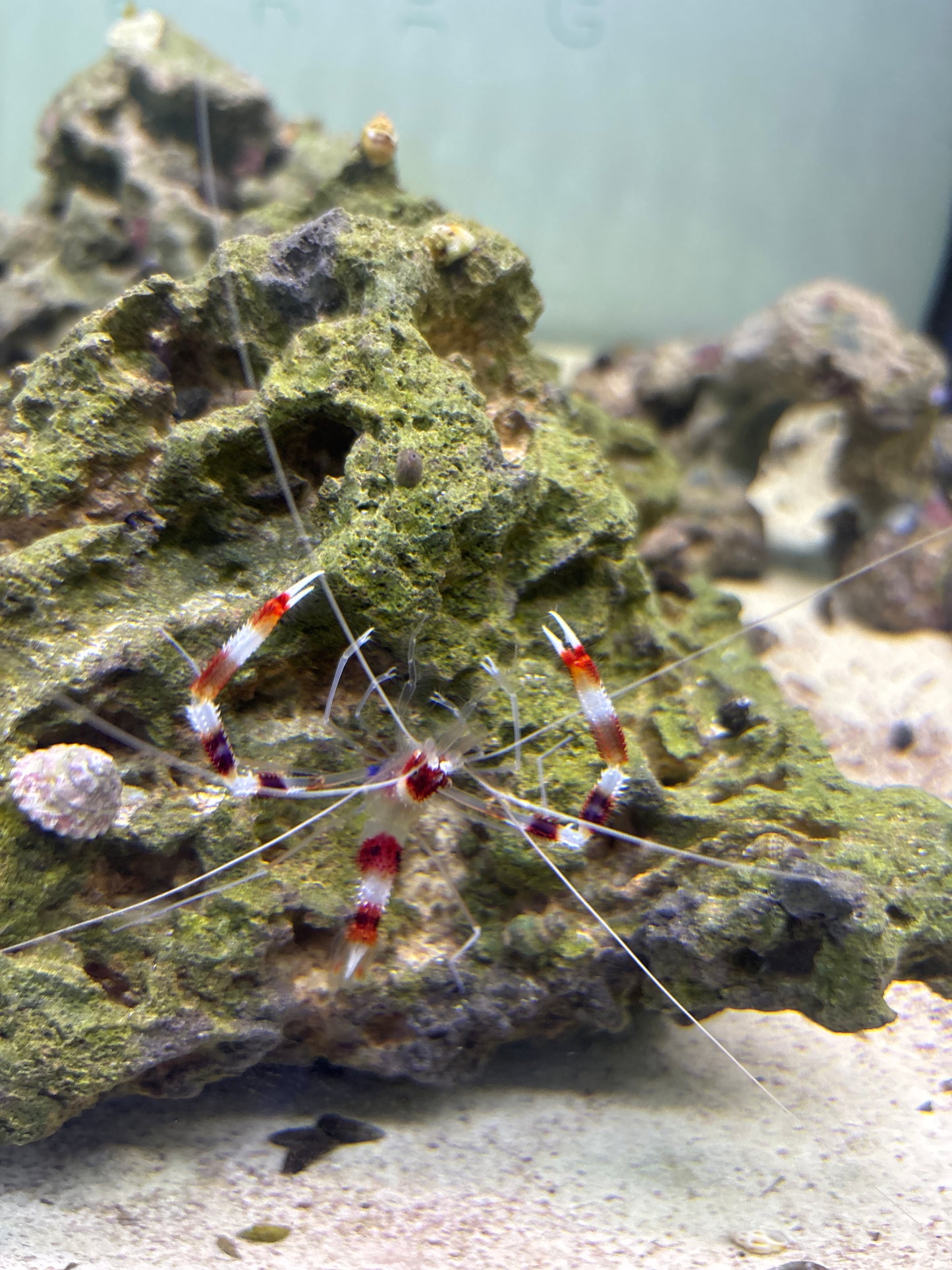 Coral Banded Shrimp