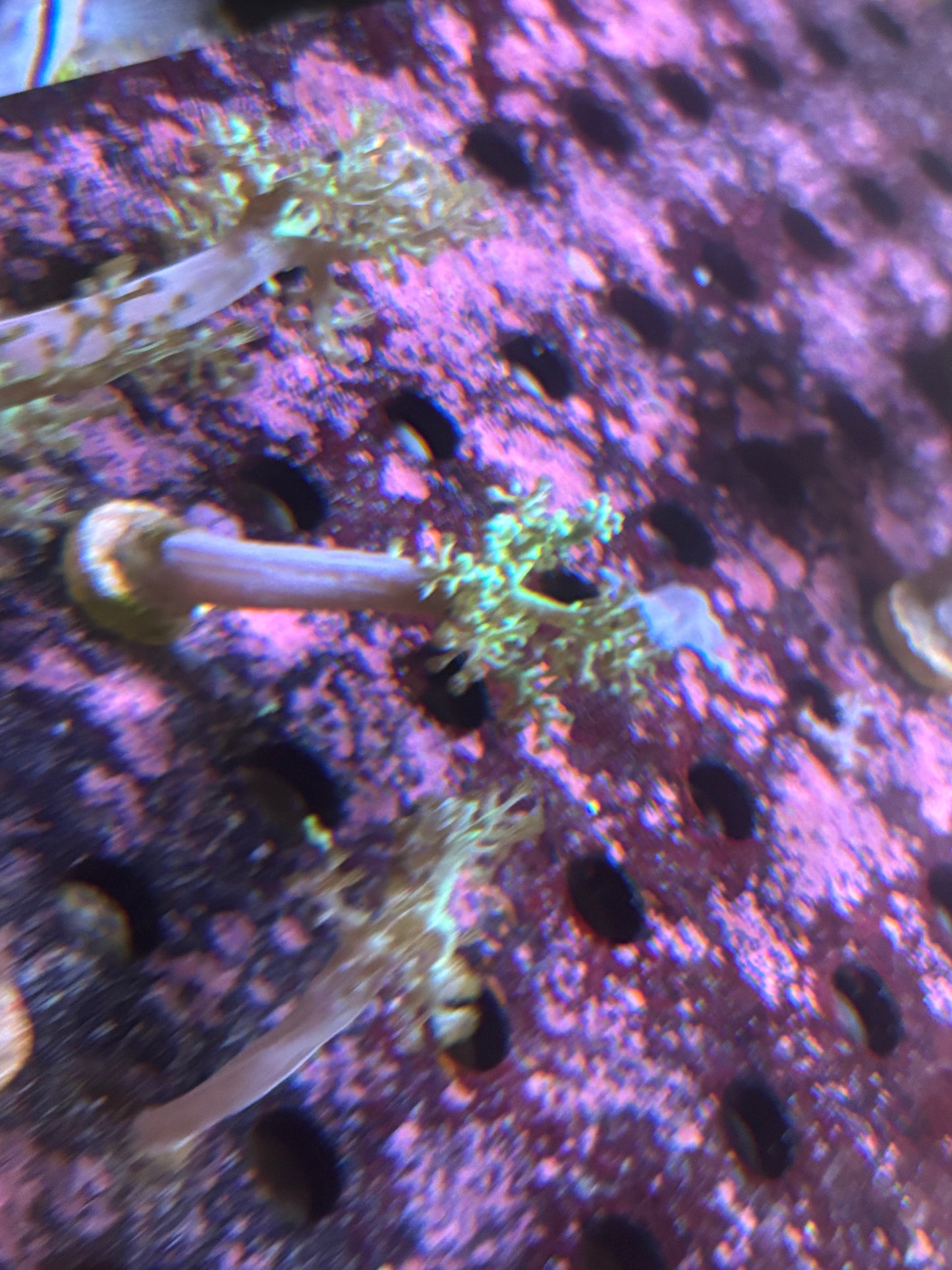 Neon Green kenya tree