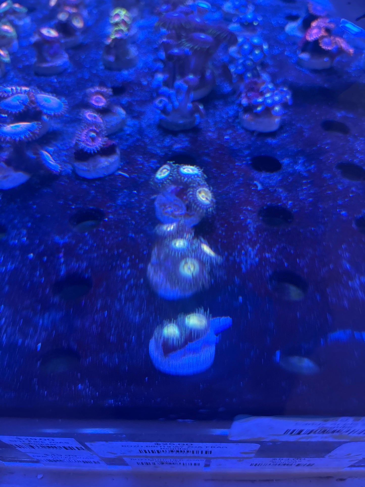 Buttmuncher zoas