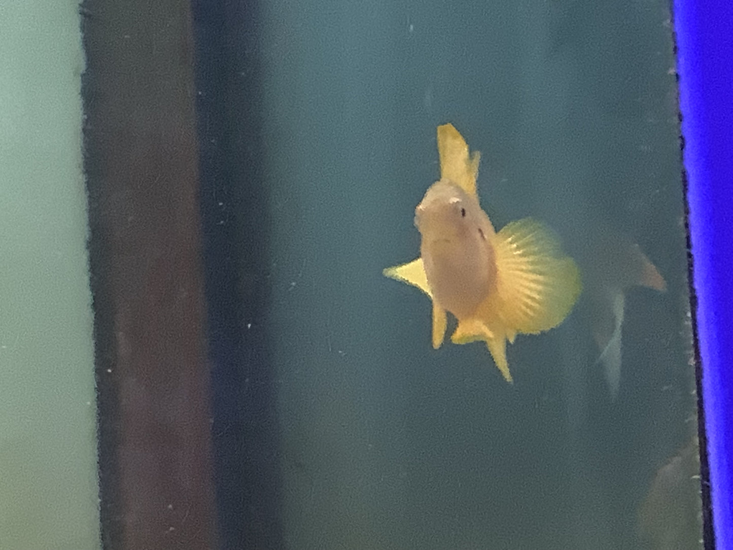 Yellow Citron Goby XL