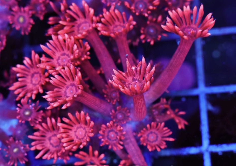 red hot goniopora