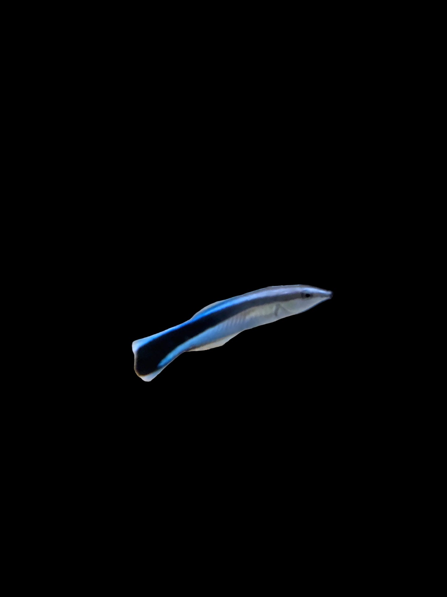 Cleaner Wrasse
