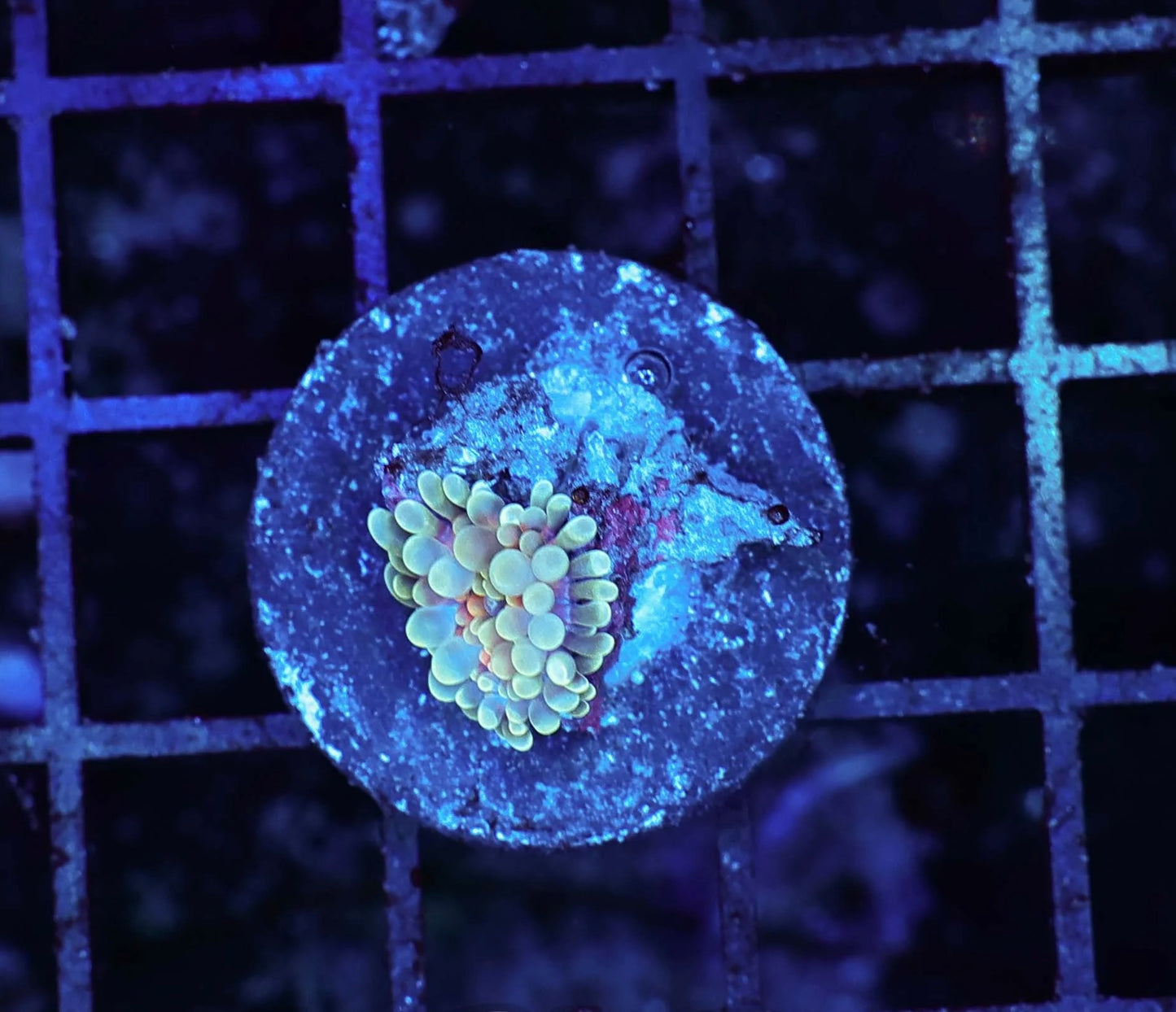 green orange centered bounce yuma