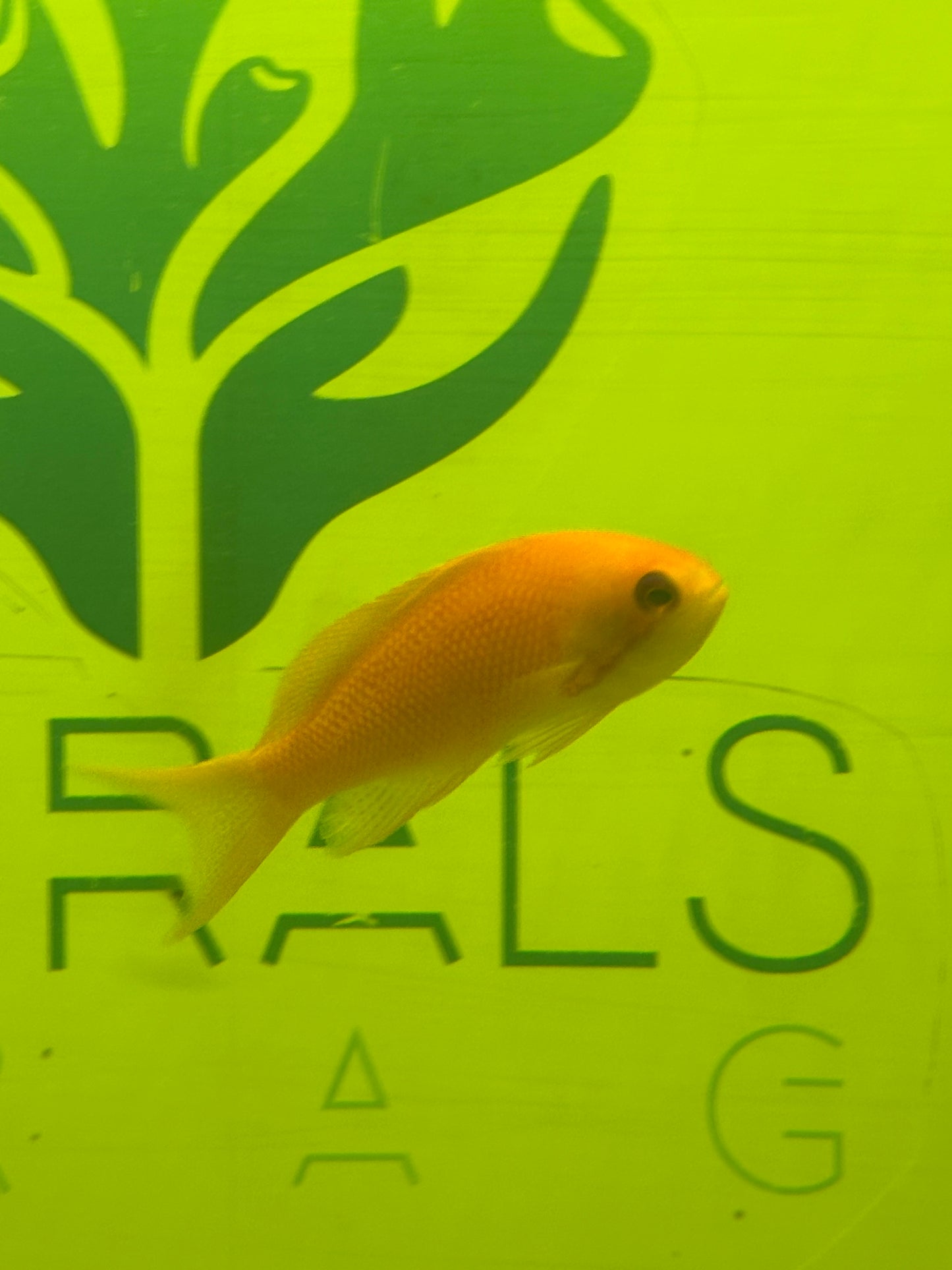 Lyretail anthias female