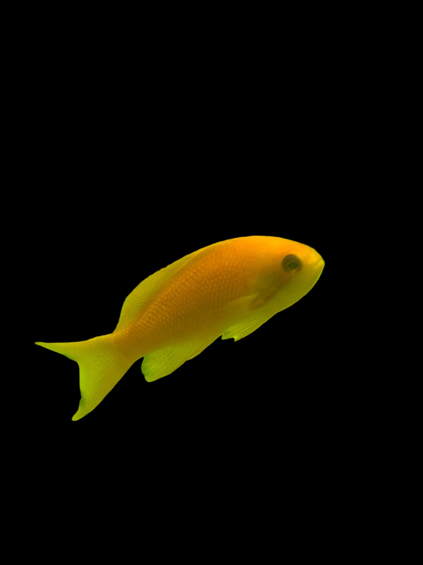 Lyretail anthias female