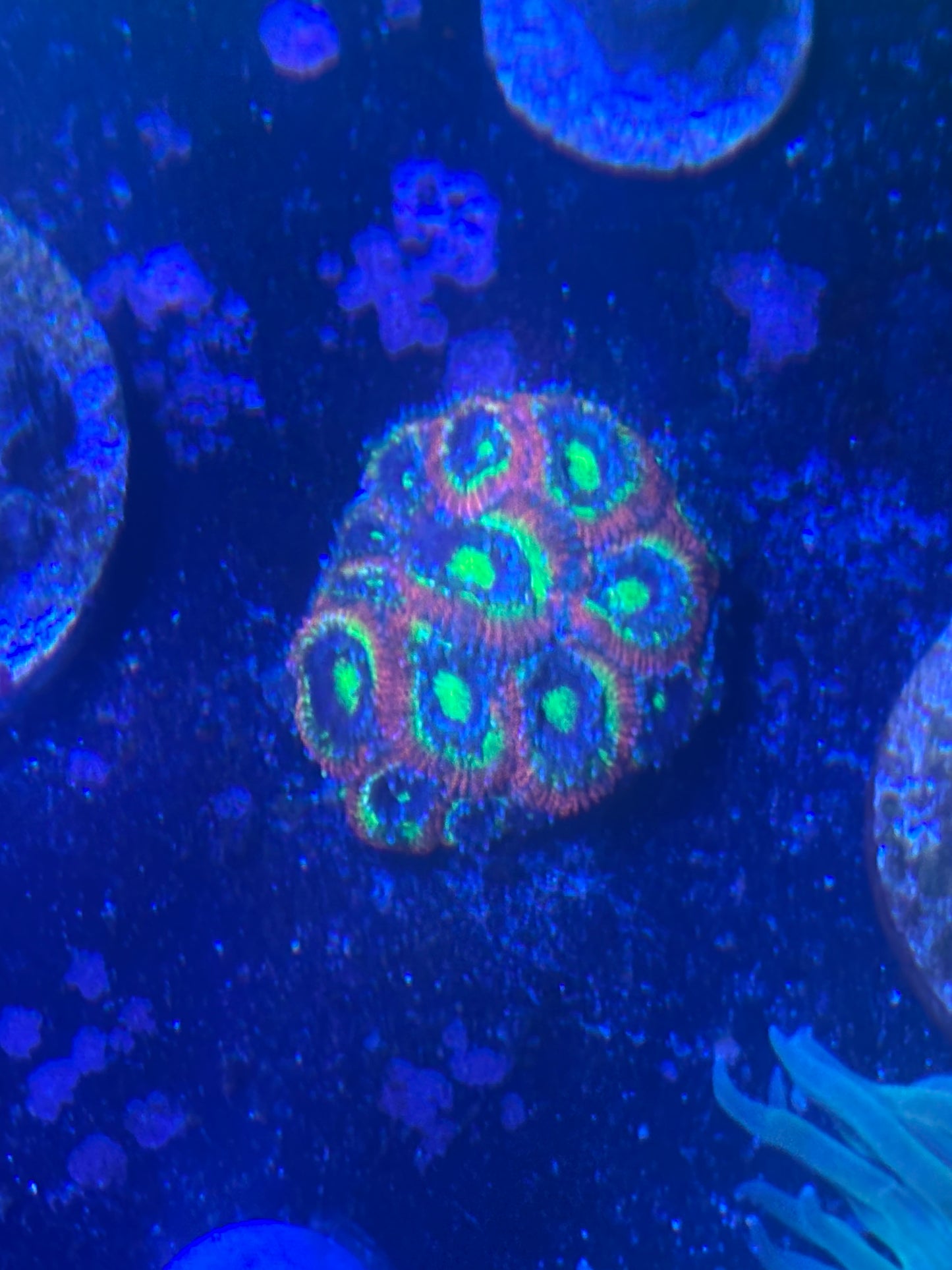 Acan lord micromussa Holy Grail