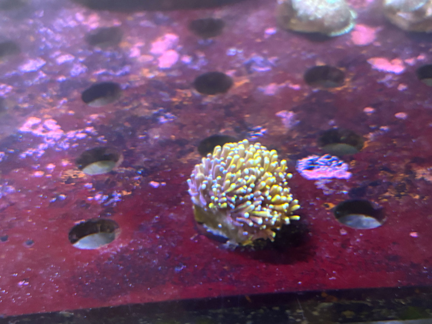 Mother of all galexea