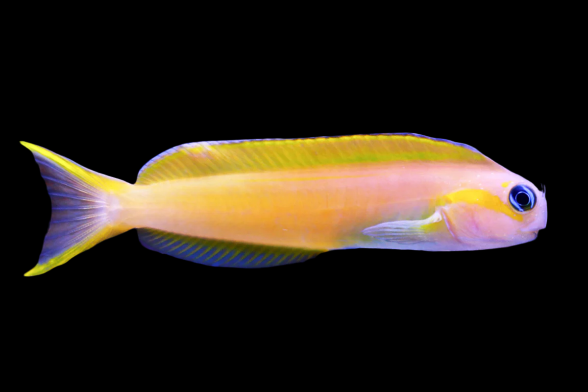 Midas Blenny