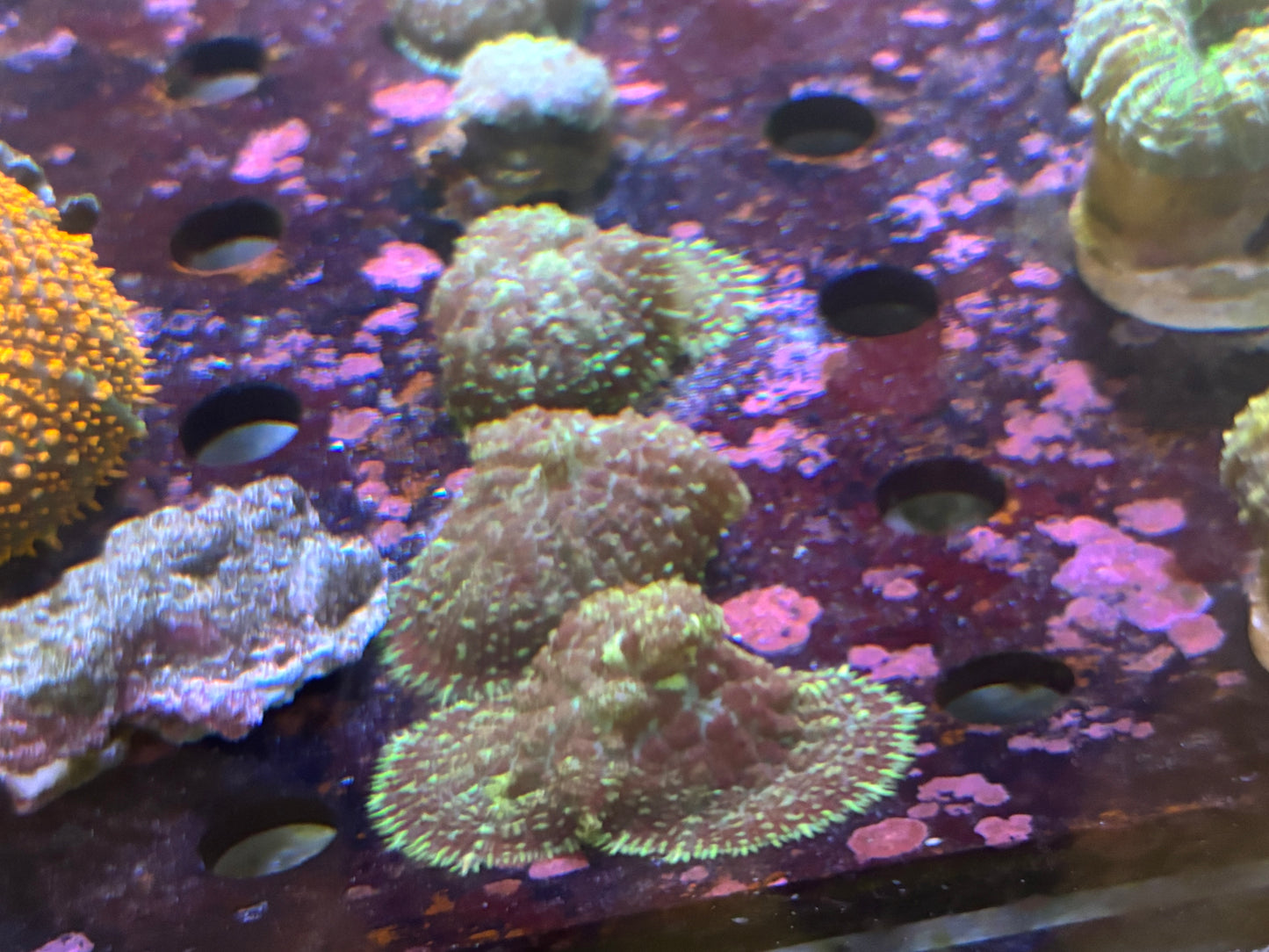 Regular Rhodactus mushroom