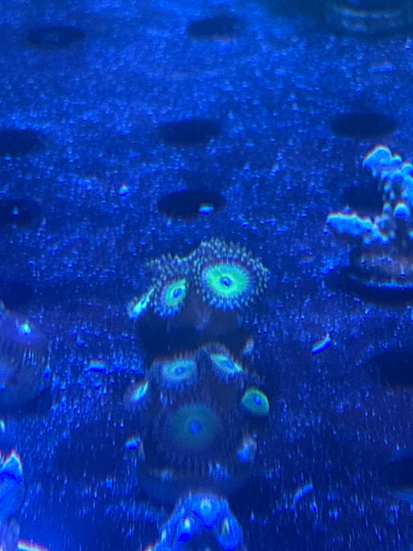 Candy Apple zoas