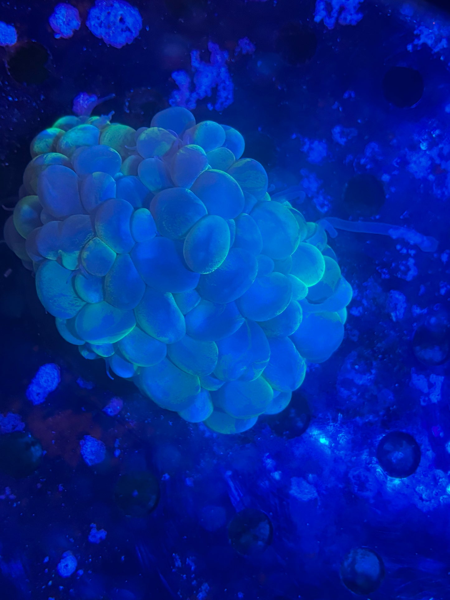 Bubble coral green tinted