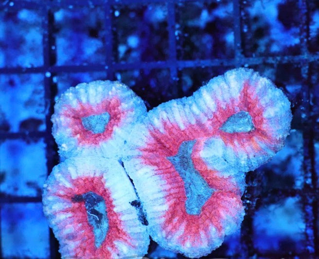 Lobophyllia 3 head