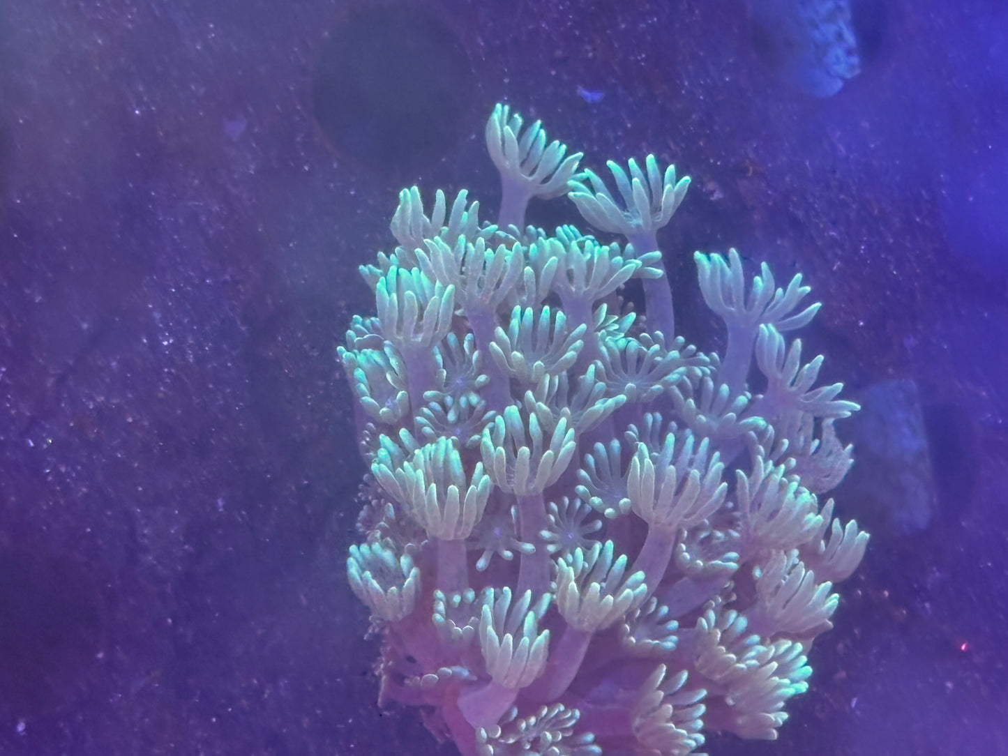green tip alveopora