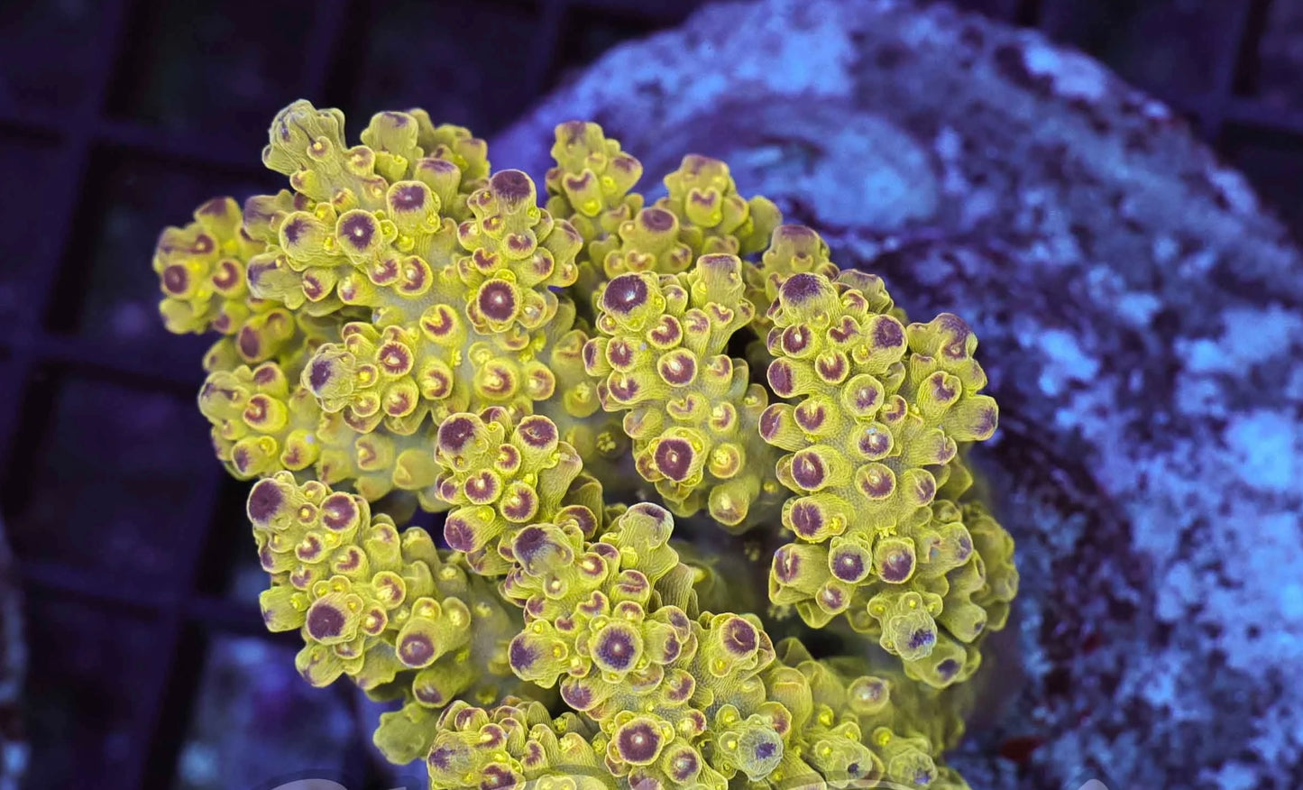 Yellow purple polyp acro colony