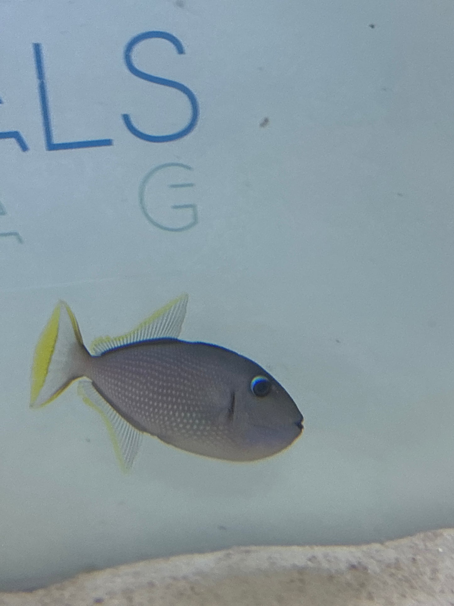 BLUE THROAT TRIGGER SM