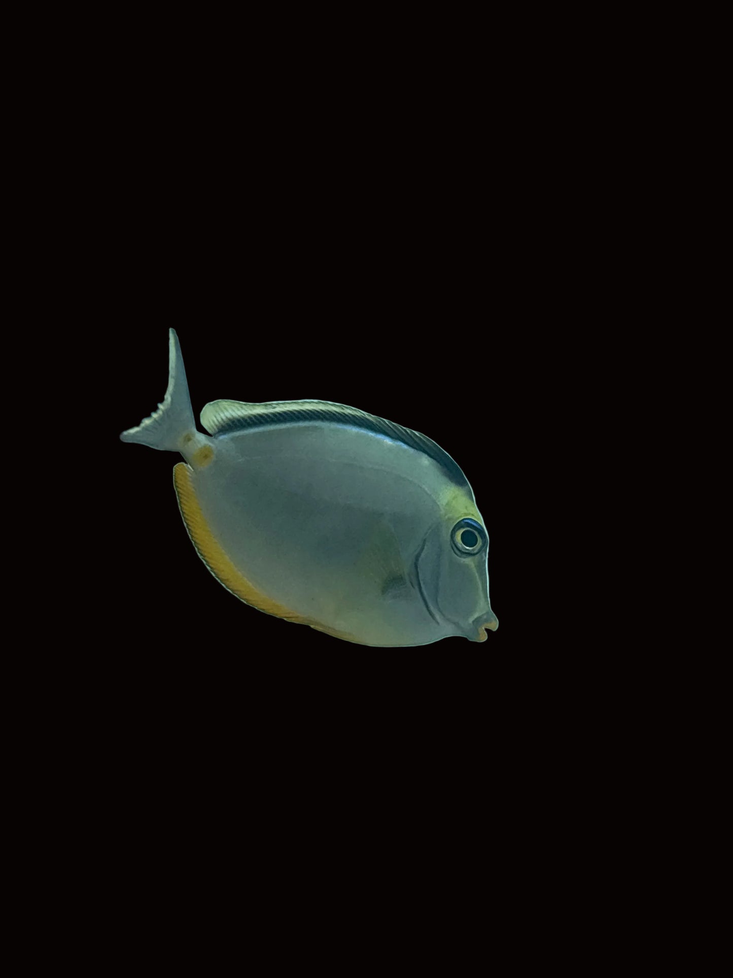 NASO TANG Medium