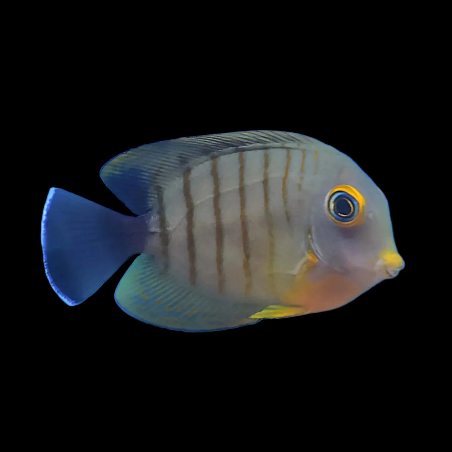 Mimic eibli tang