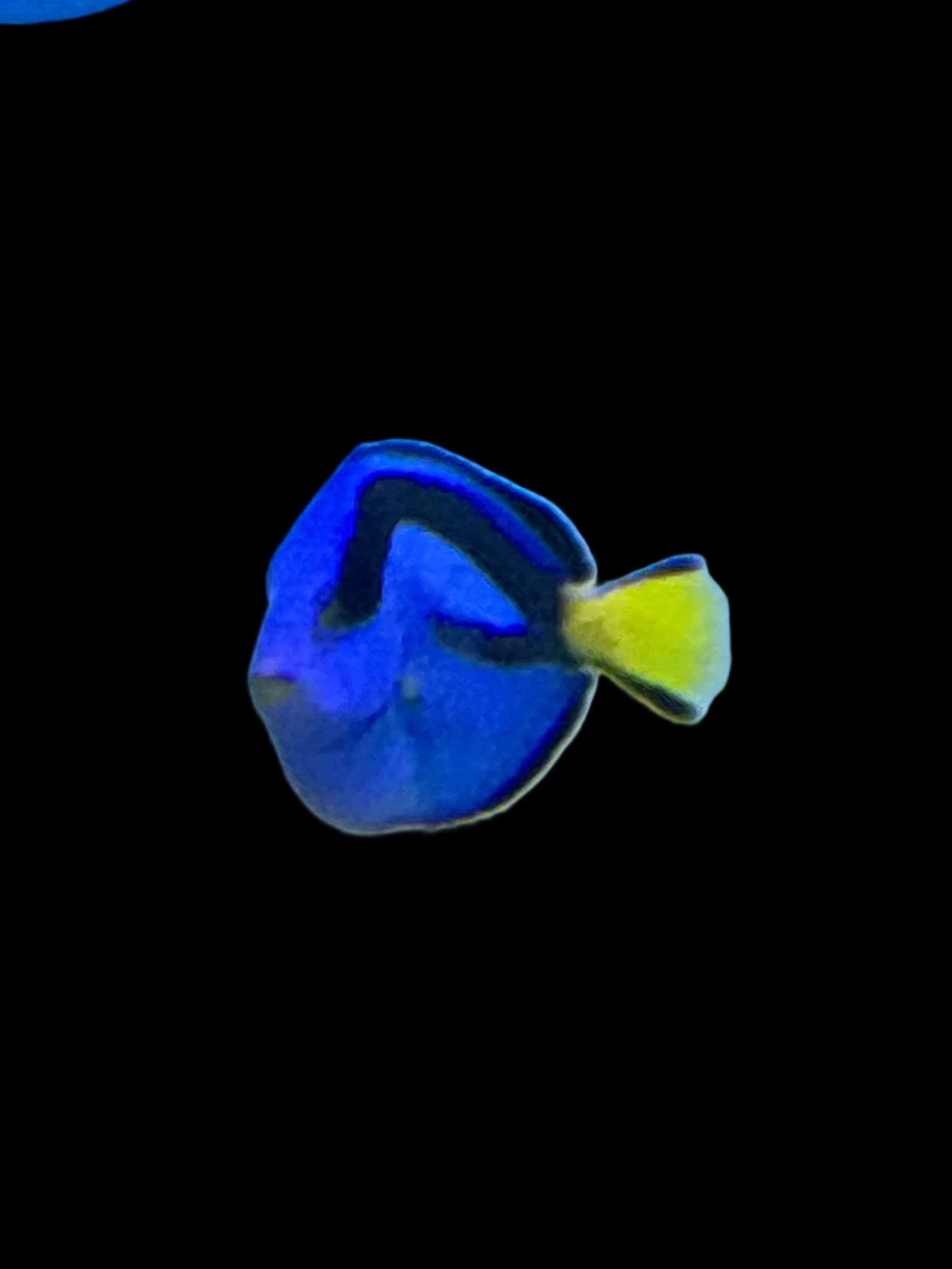 Blue Hippo Tang M