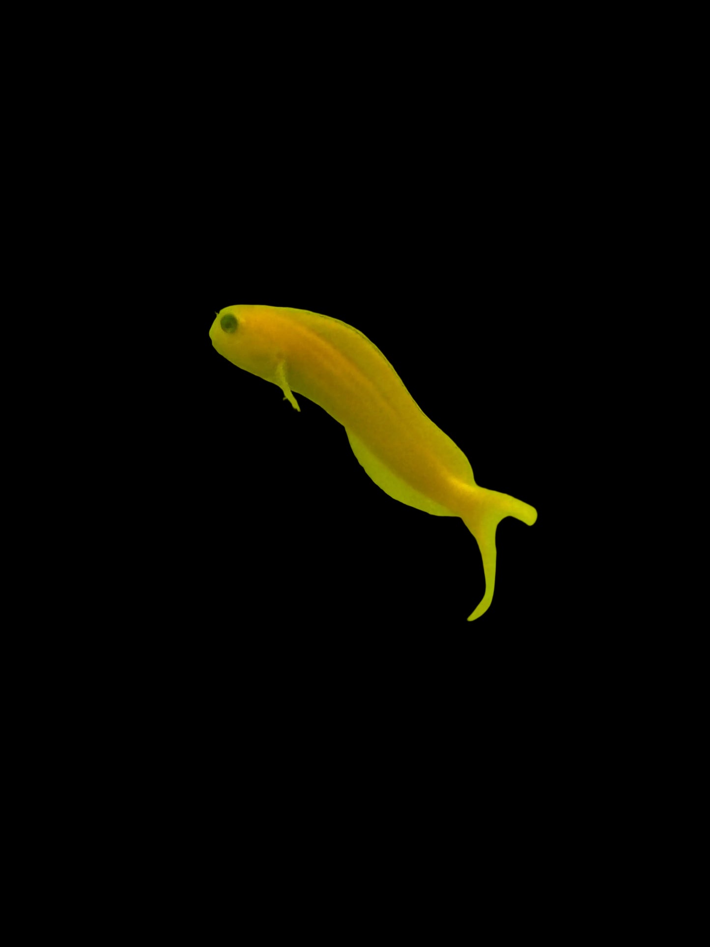 Midas blenny