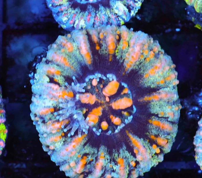 Button Scolymias