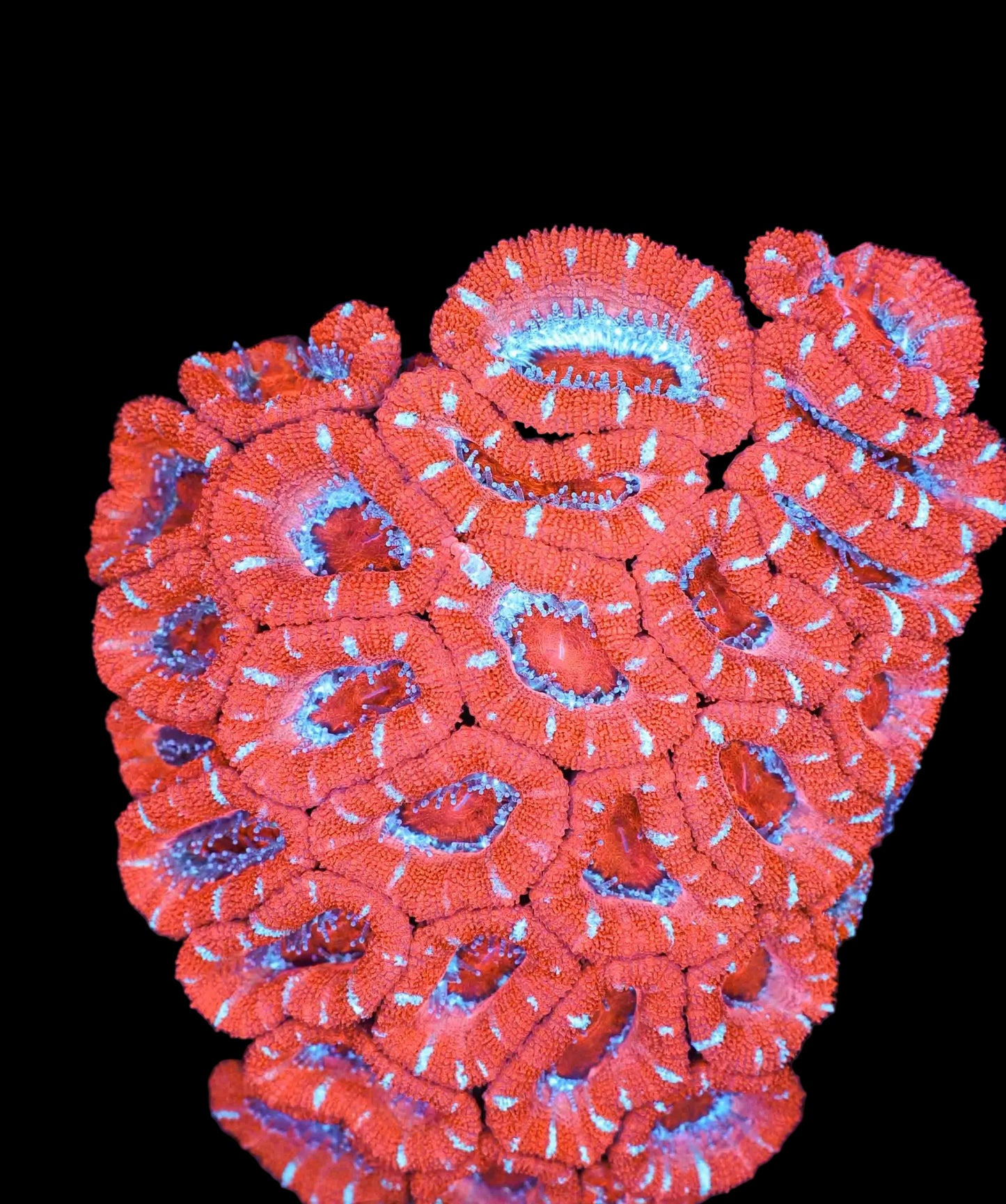 acan red blue colony