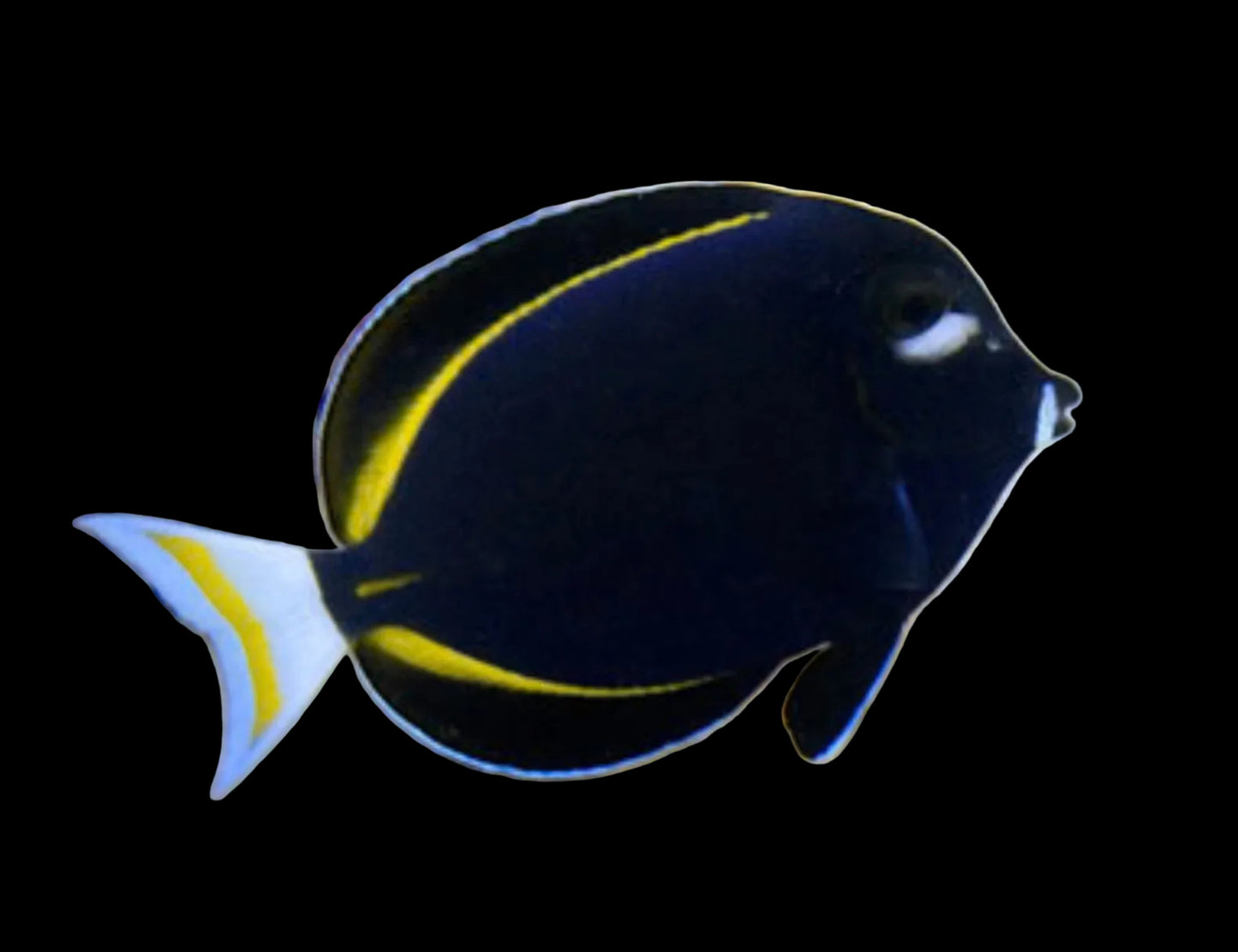 GOLD RIM TANG MEDIUM