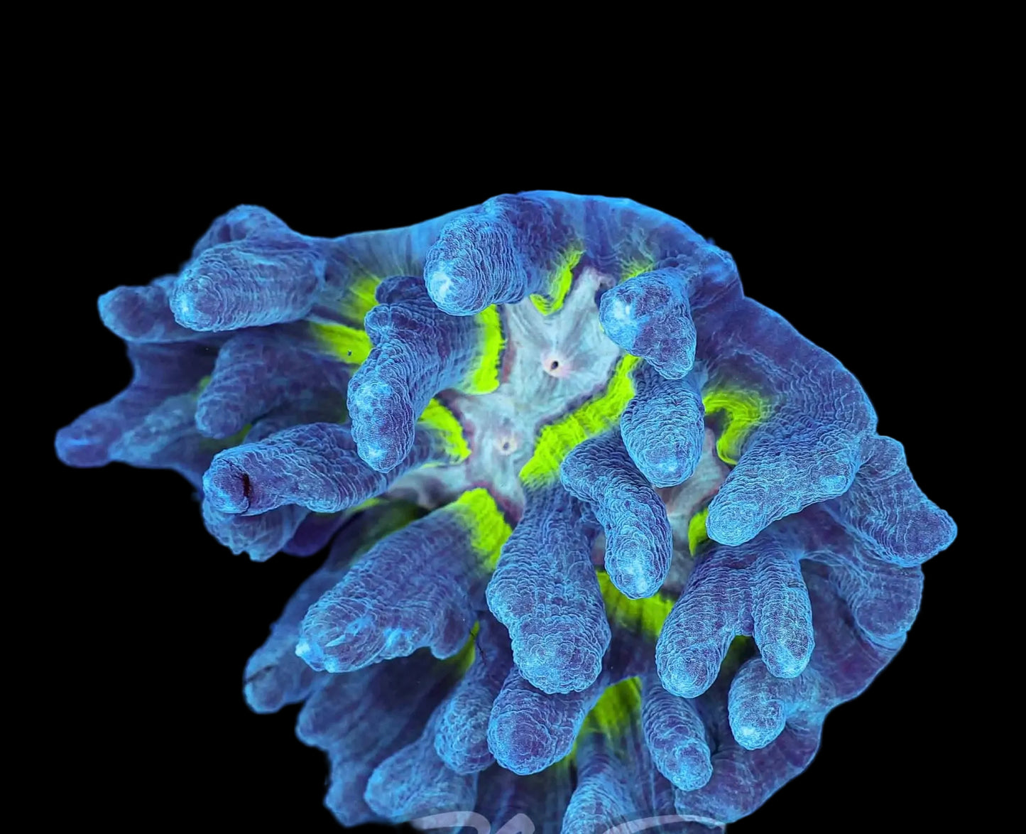 Pectina colony large