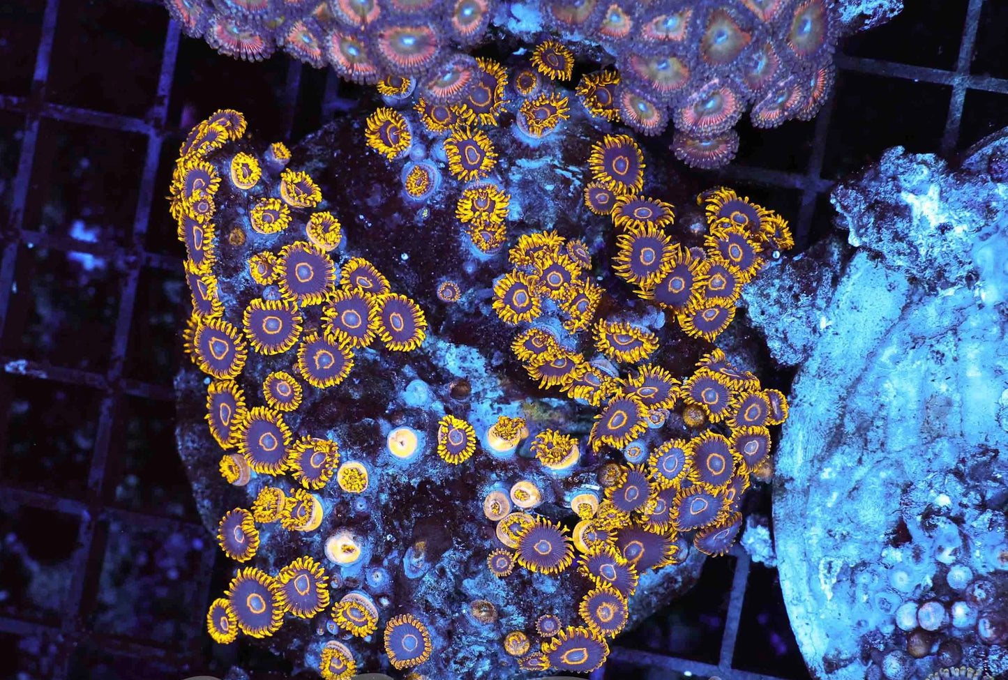 Hornet Zoas Colony Tile