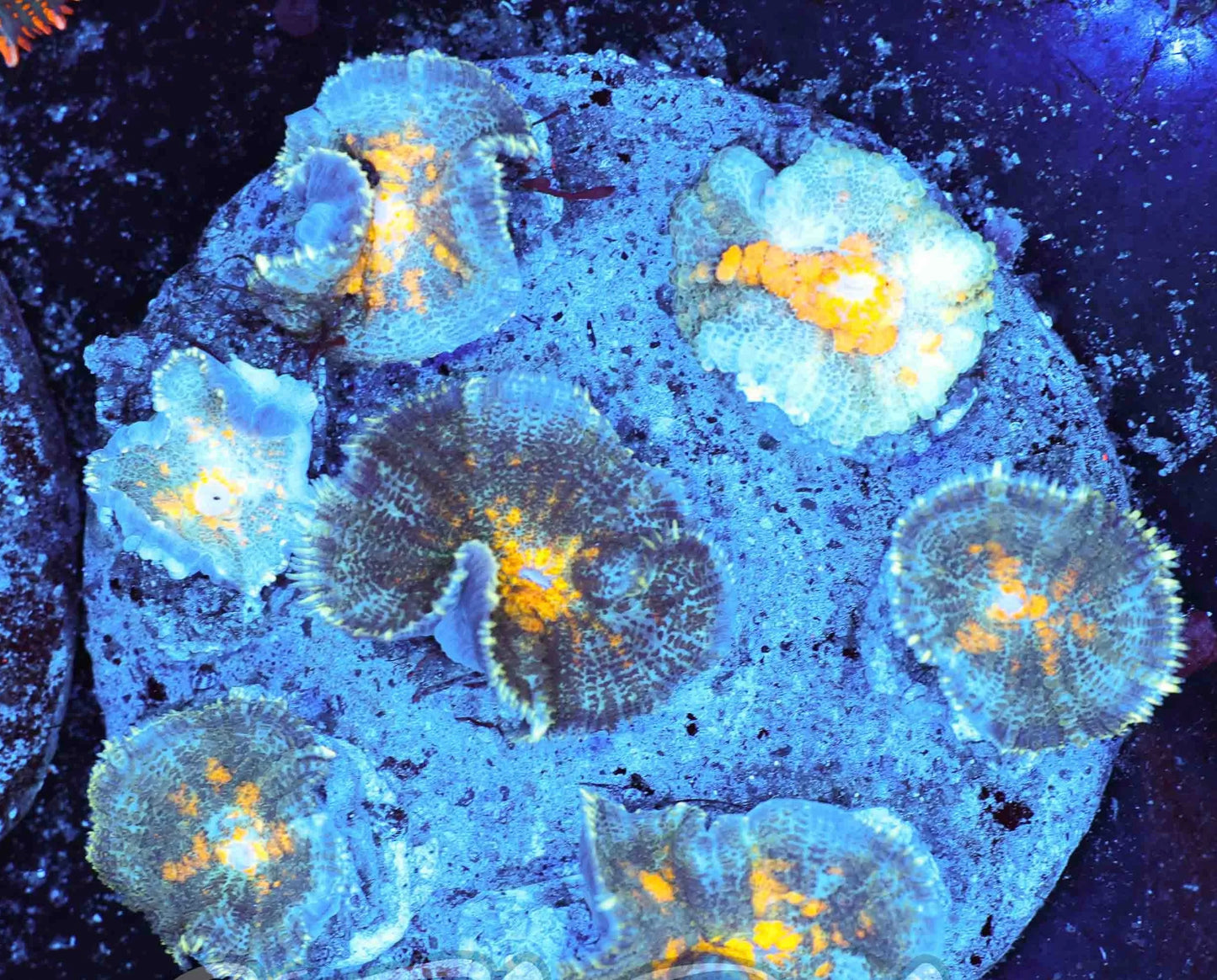 Bullseye mushroom colony