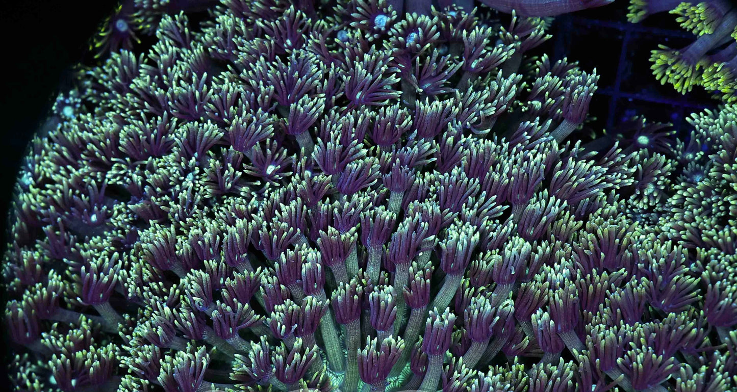 Alveopora green colony XL