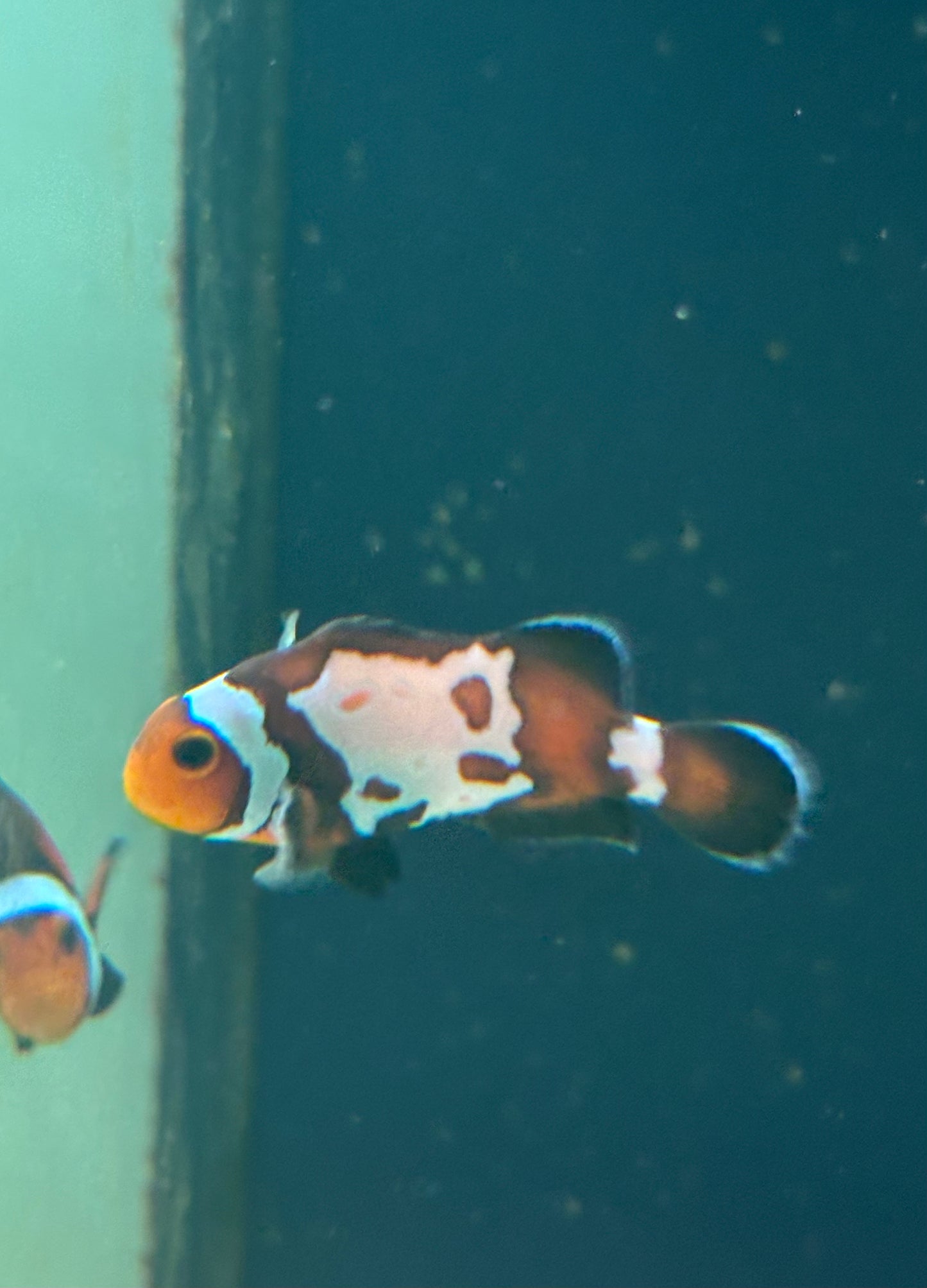 BLACKER ICE OSCELLARIS CLOWNFISH