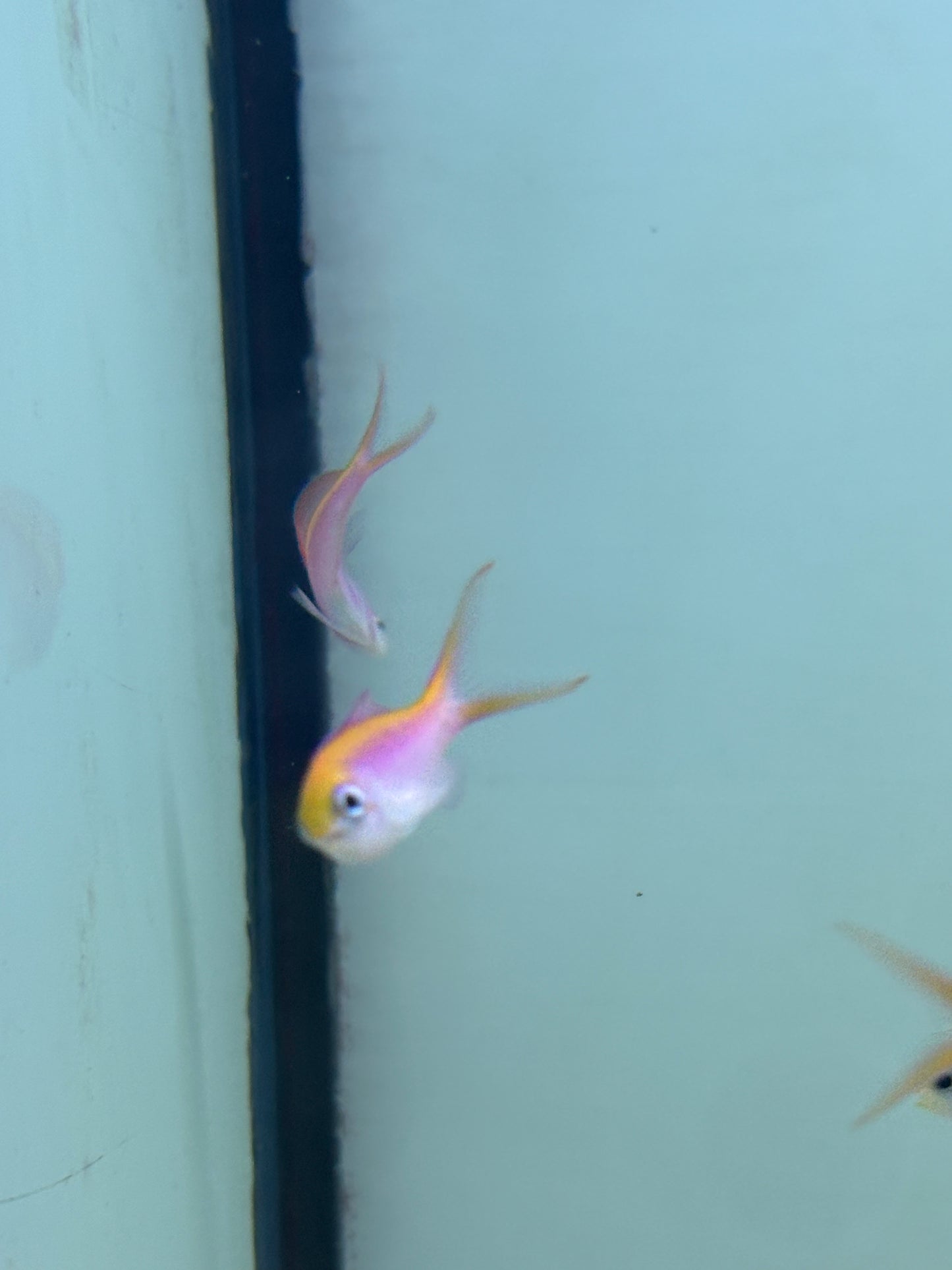 DISPAR ANTHIAS FEMALE
