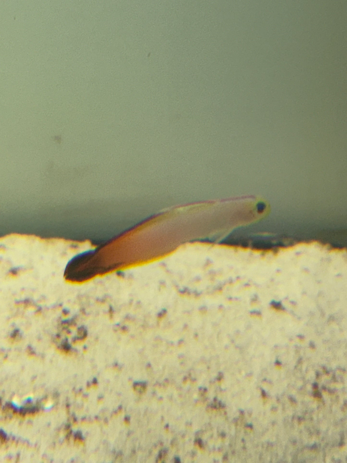 FIREFISH GOBY