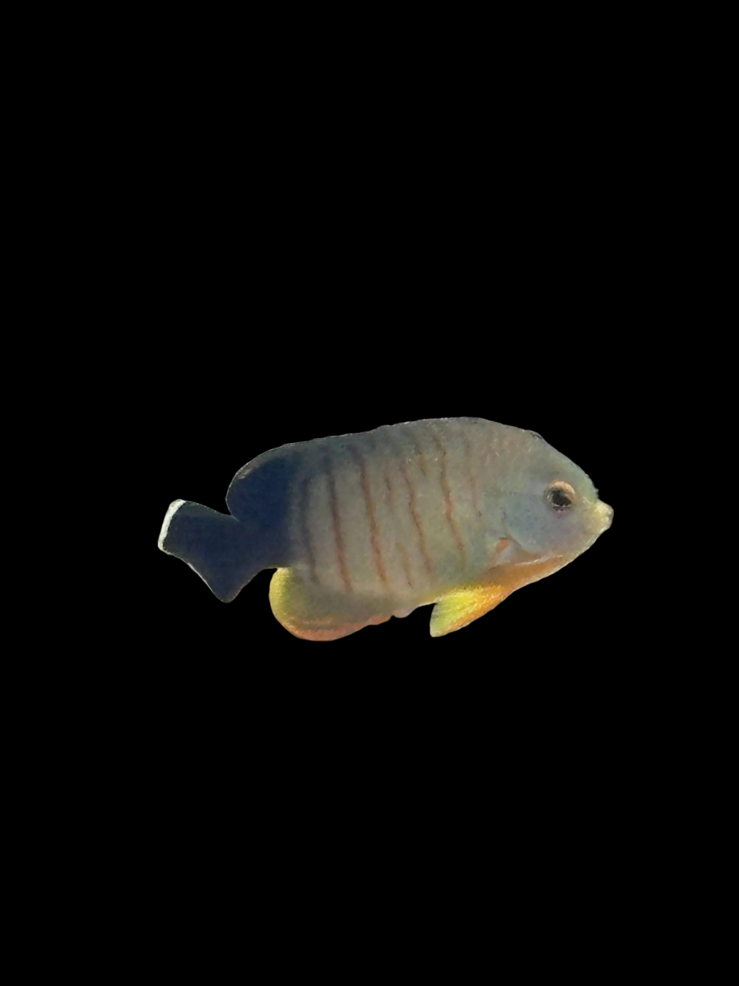 EIBLI ANGELFISH CENTROPYGE M