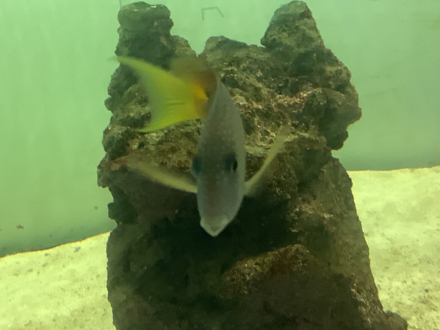 Two Spot Bristletooth tang
