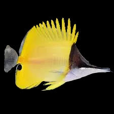 Yellow long nose butterfly ML