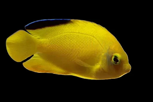 Yellow and black heraldi Angel