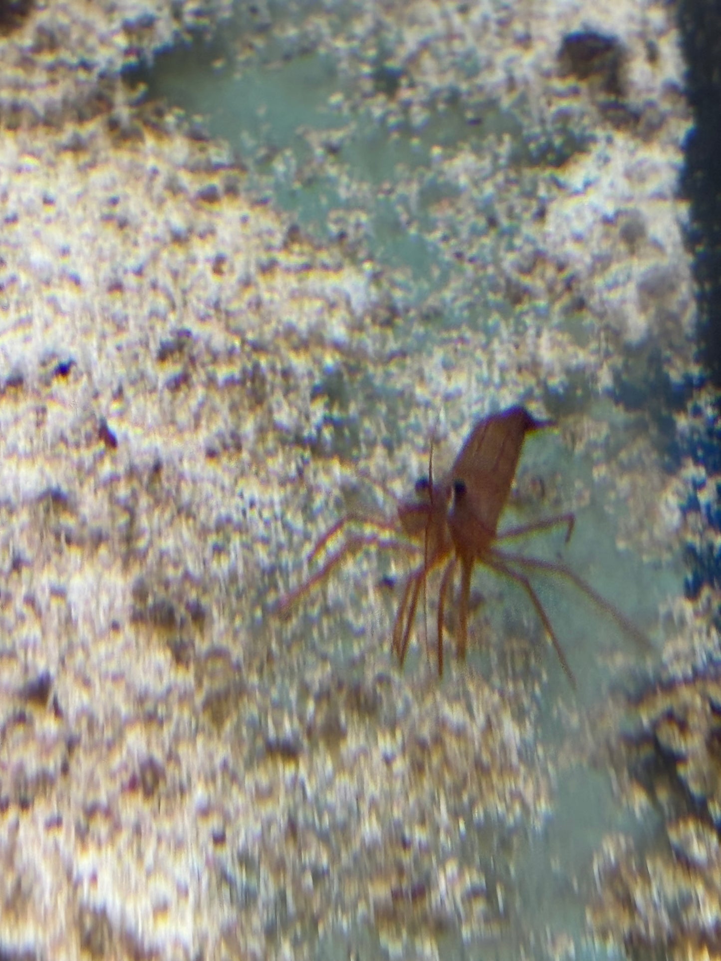 Peppermint Shrimp