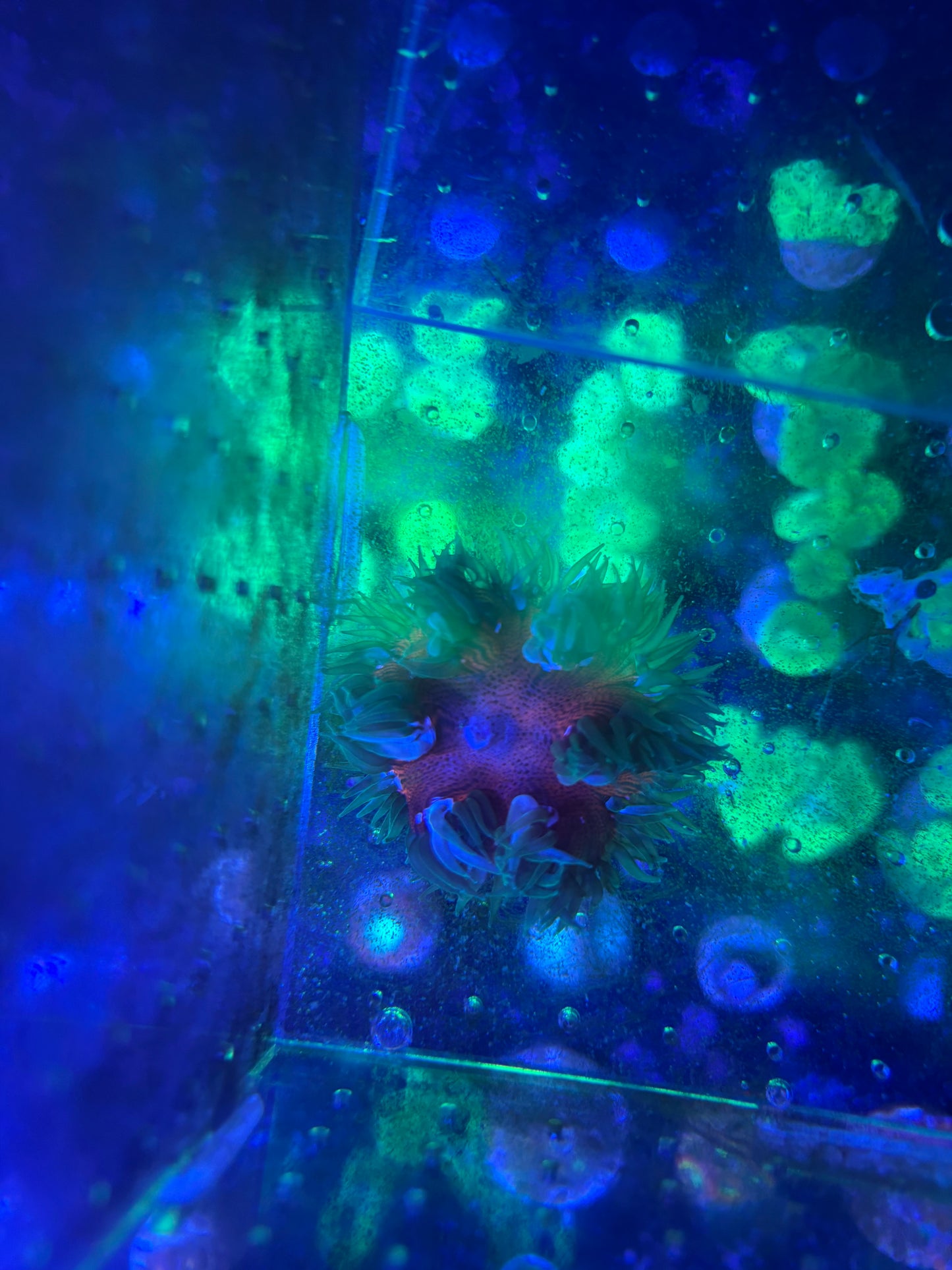 Rock flower anemone ultra