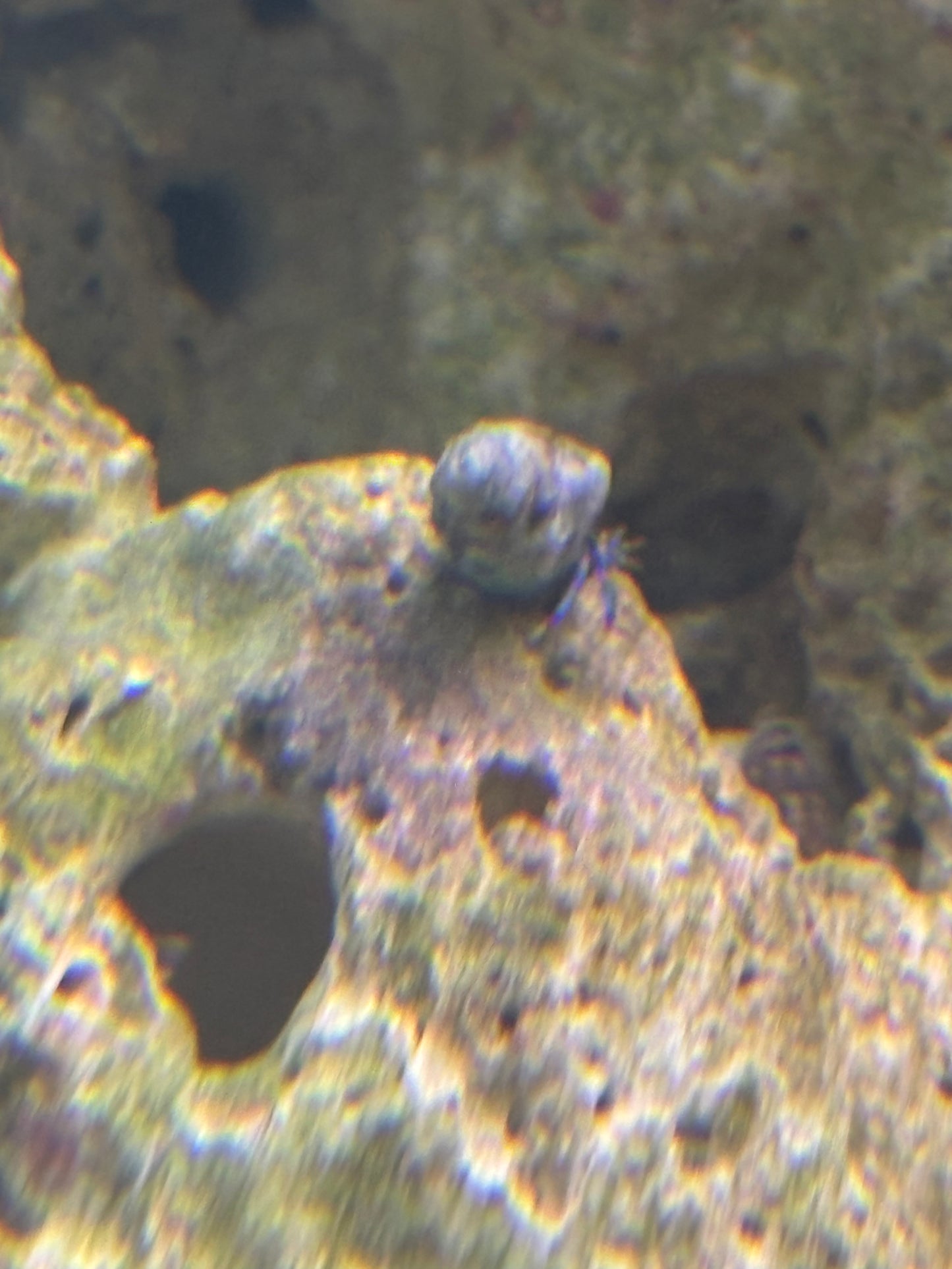 Blue legged Hermit Crabs