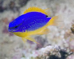 Fiji Devil Damselfish