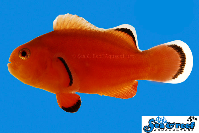 NAKED CLOWNFISH