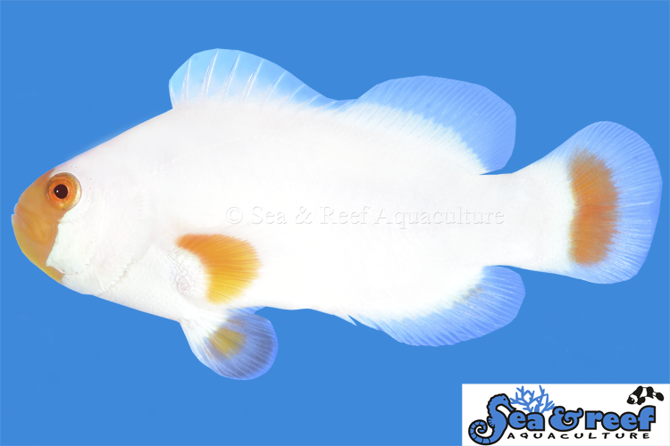 TANGERINE MAINE BLIZZARD CLOWNFISH
