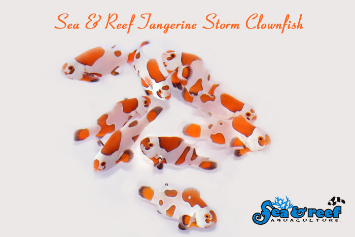 TANGERINE ORANGE STORM CLOWNFISH