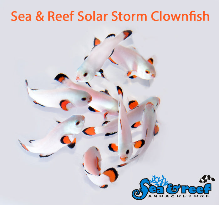 SOLAR STORM CLOWNFISH