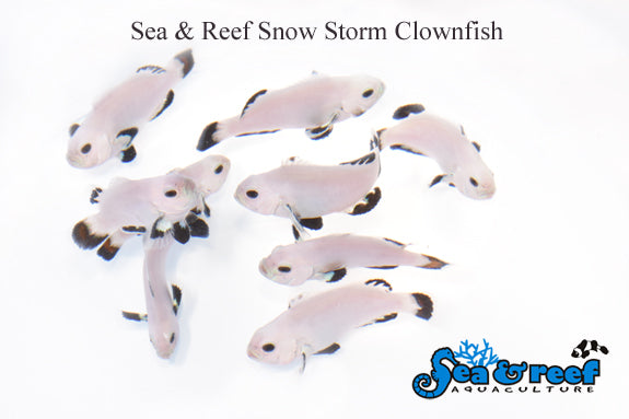 SNOW STORM CLOWNFISH