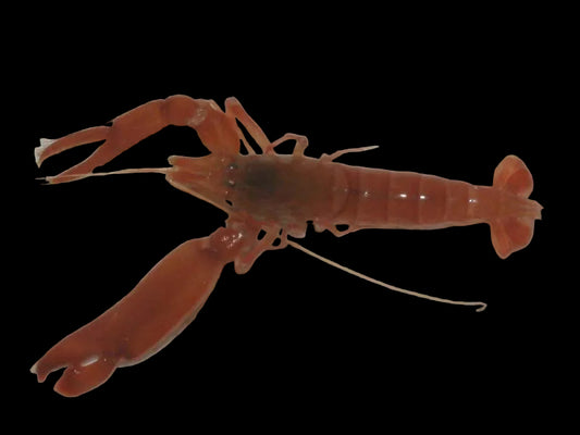 Pistol shrimp