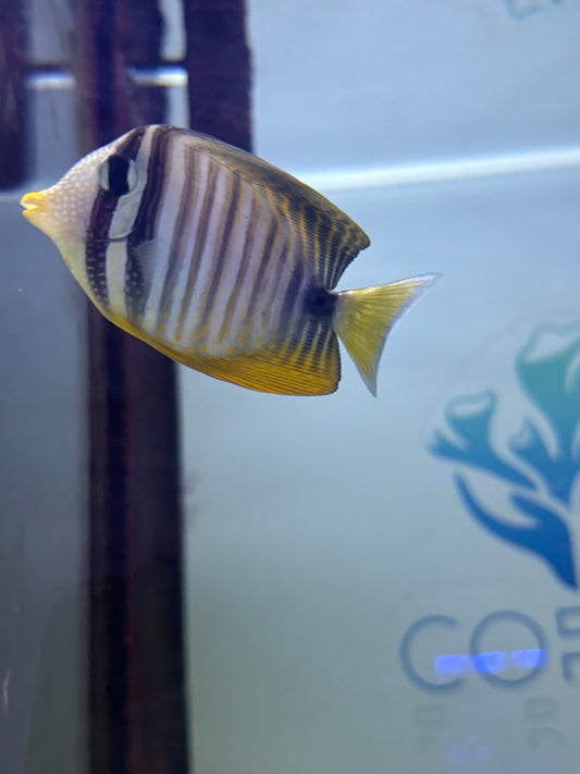 Desjardini Sailfin Tang